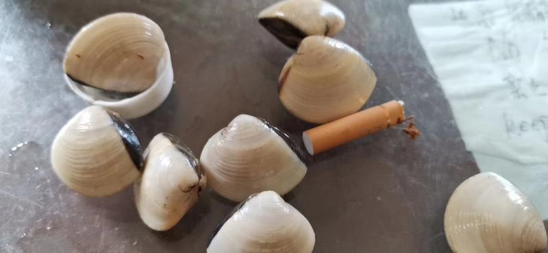 白螺，白贝，卜卜贝食材供应，鲜活白螺，湛江白螺