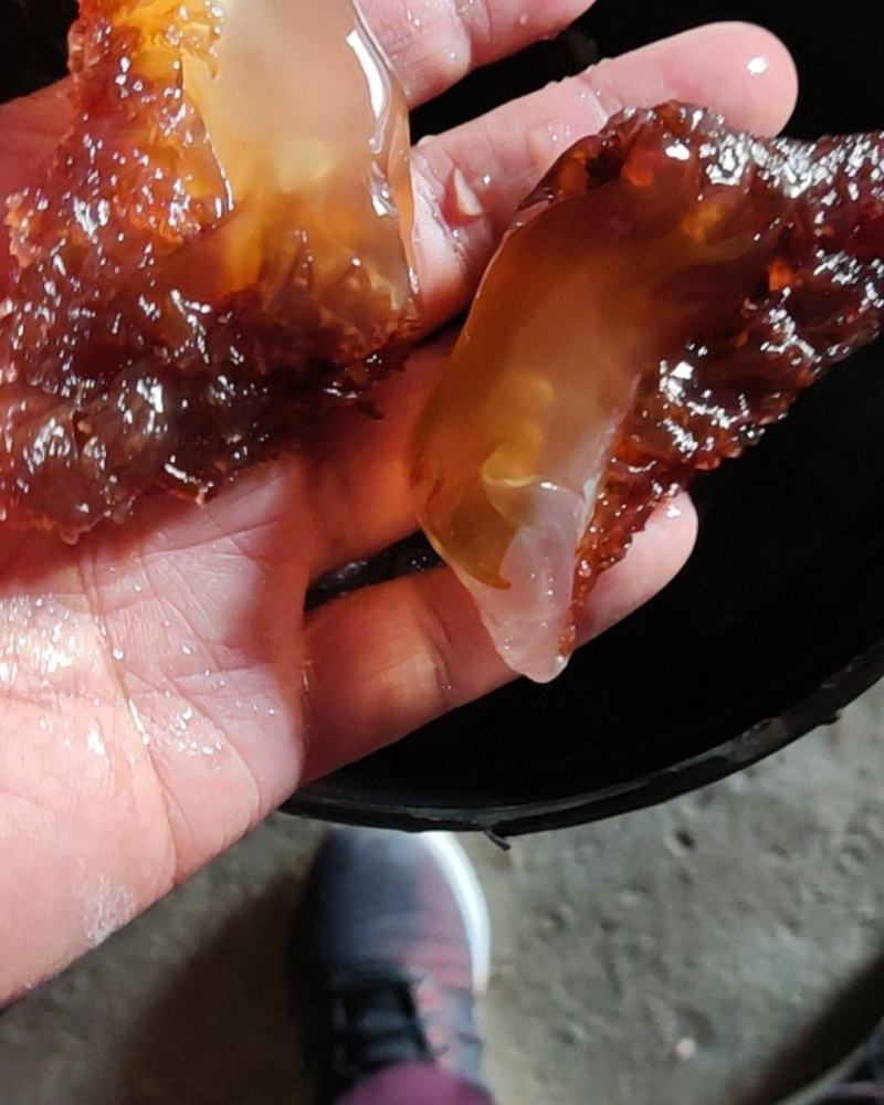 渤海野生面蜇头，中叶中角，价格美丽