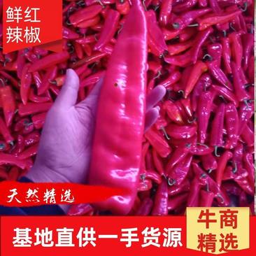 芜湖精品红椒鲜辣椒泡椒产地直供一手货源货发全国