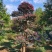 红花檵木老桩2年叶片红花紫叶适合庭院种植市政小区