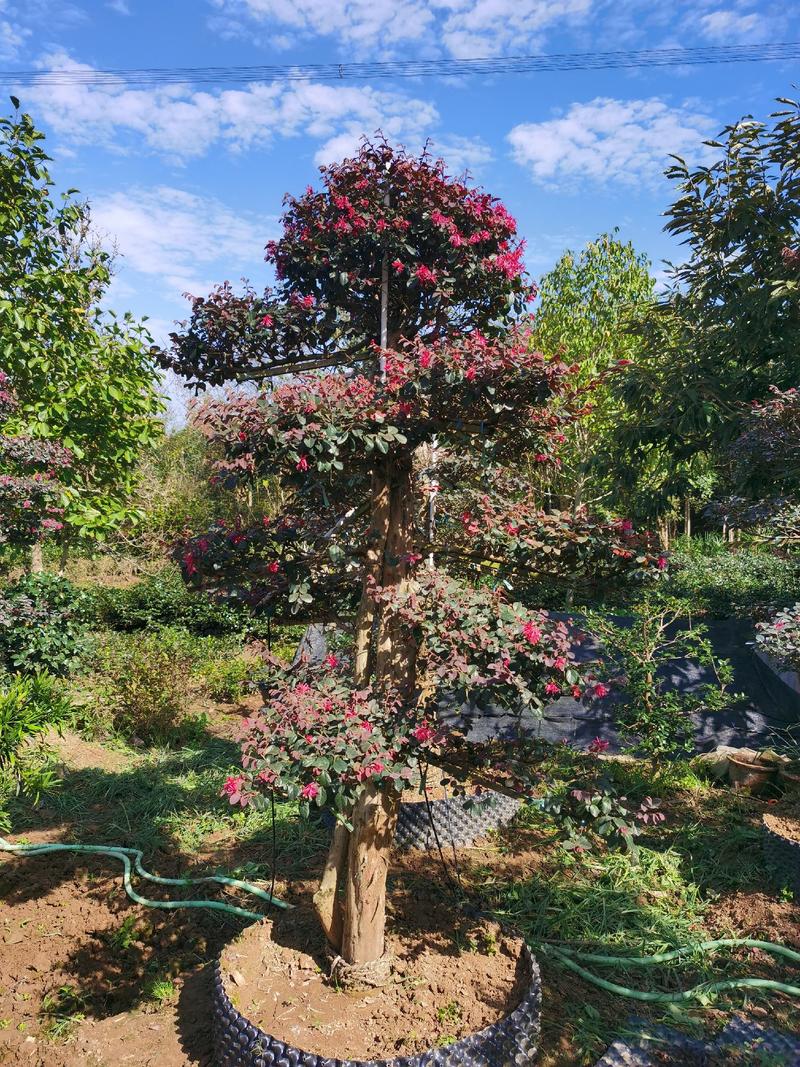 红花檵木老桩2年叶片红花紫叶适合庭院种植市政小区