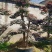 红花檵木老桩2年叶片红花紫叶适合庭院种植市政小区