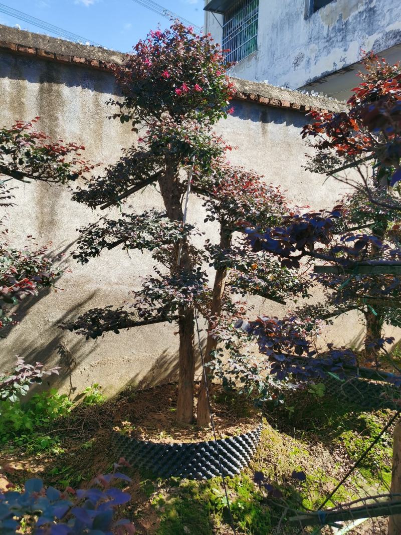 红花檵木老桩2年叶片红花紫叶适合庭院种植市政小区