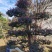 红花檵木老桩2年叶片红花紫叶适合庭院种植市政小区