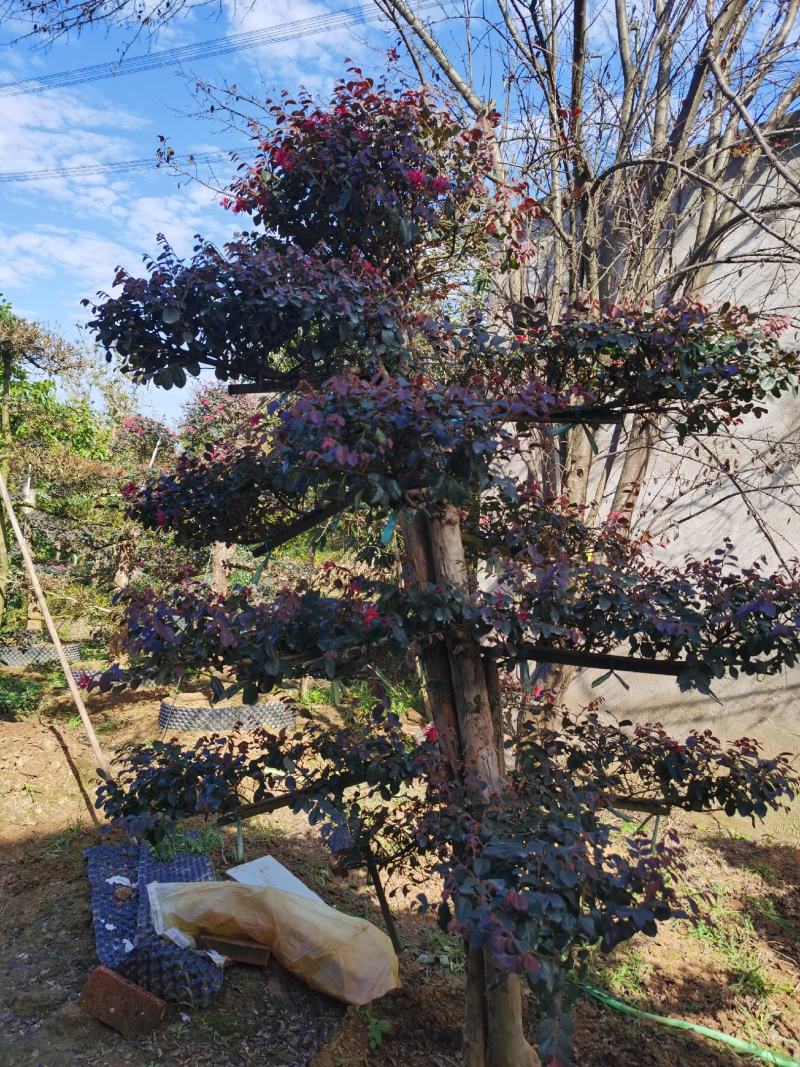 红花檵木老桩2年叶片红花紫叶适合庭院种植市政小区