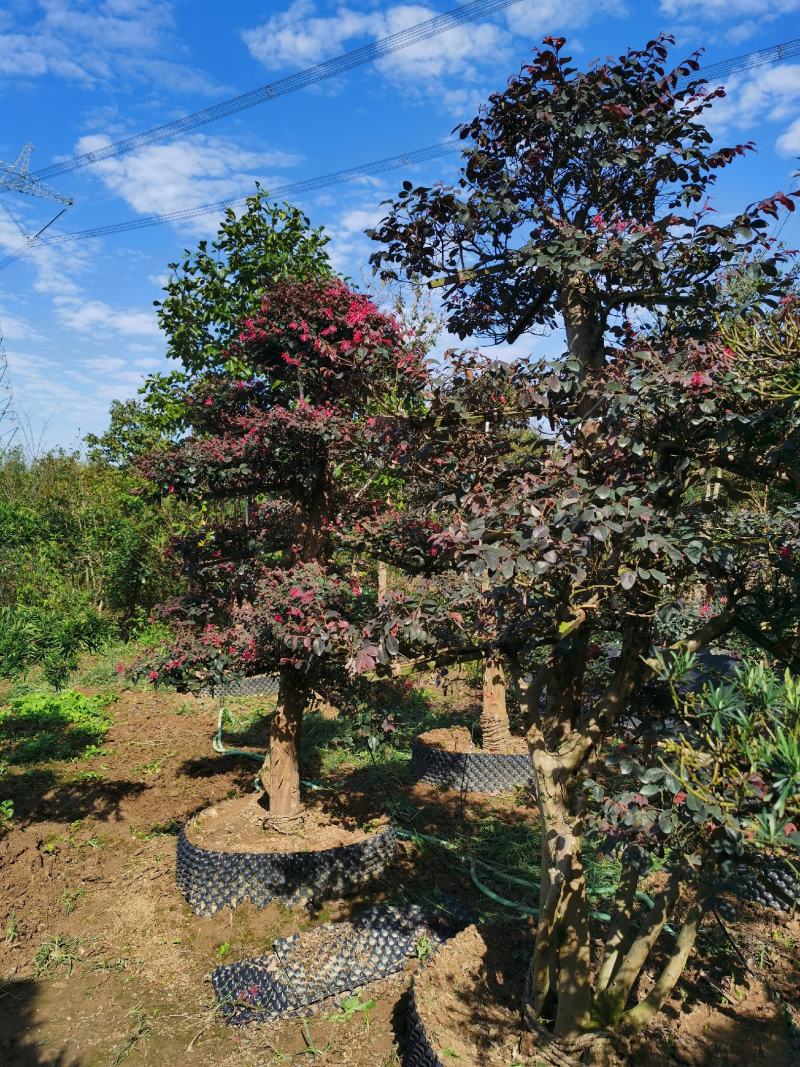 红花檵木老桩2年叶片红花紫叶适合庭院种植市政小区