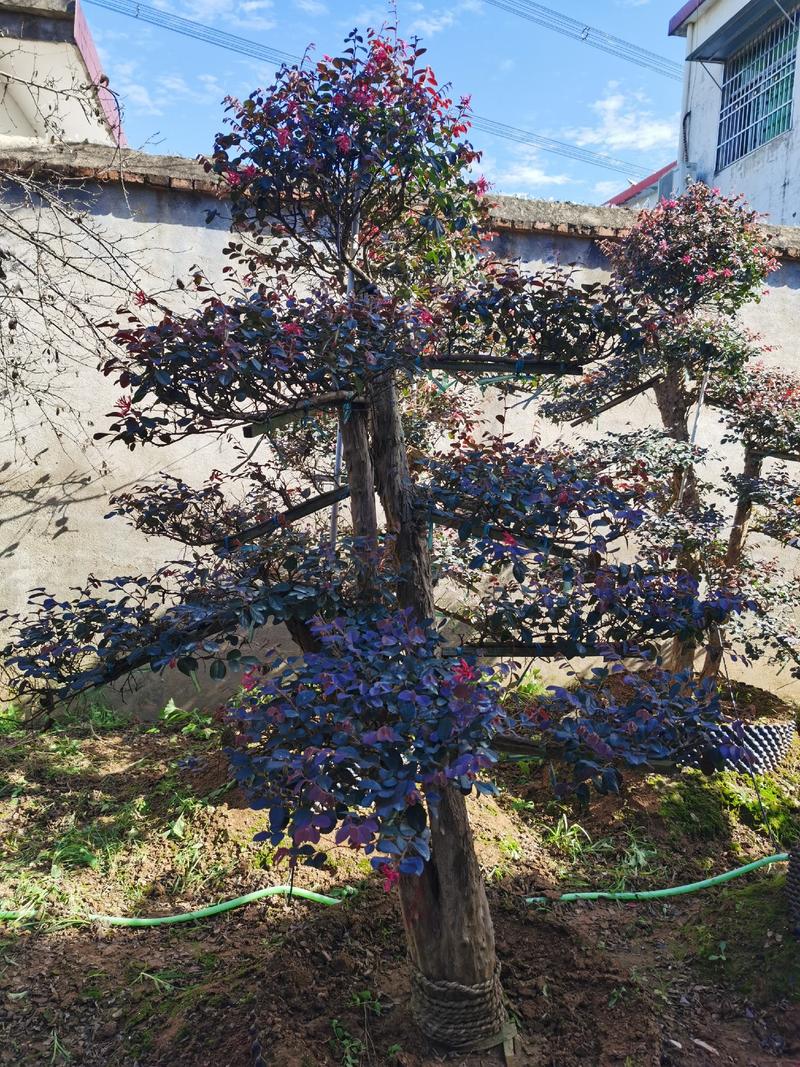 红花檵木老桩2年叶片红花紫叶适合庭院种植市政小区