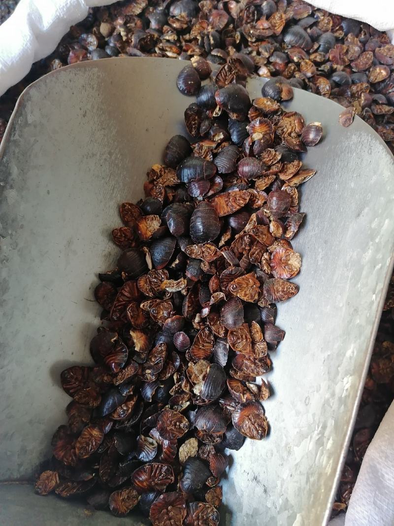 土鳖虫各种规格中药材批发零售各种规格