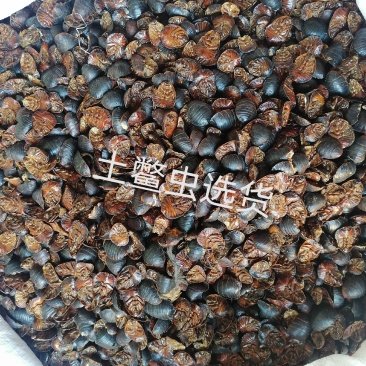 土鳖虫各种规格中药材批发零售各种规格