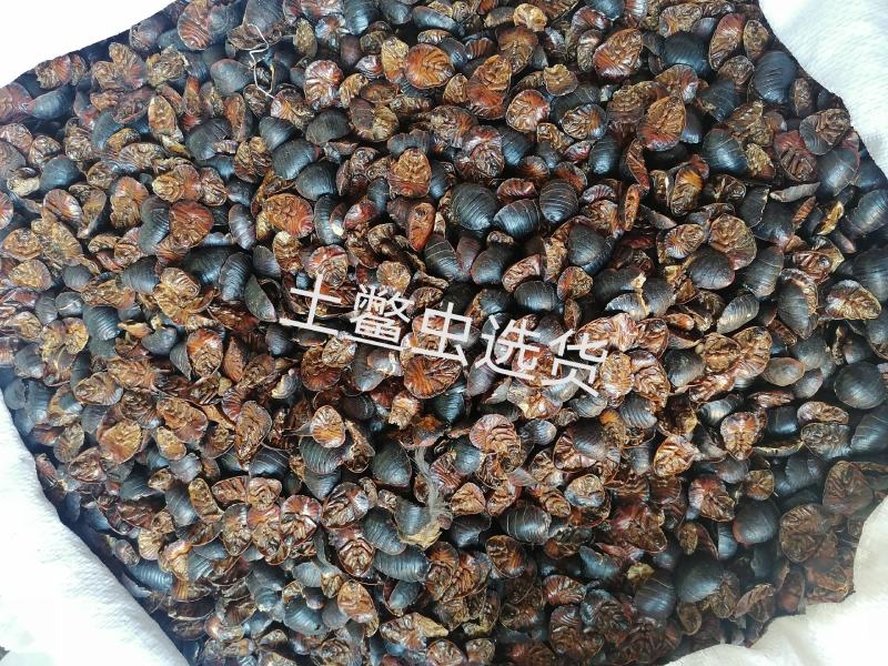 土鳖虫各种规格中药材批发零售各种规格