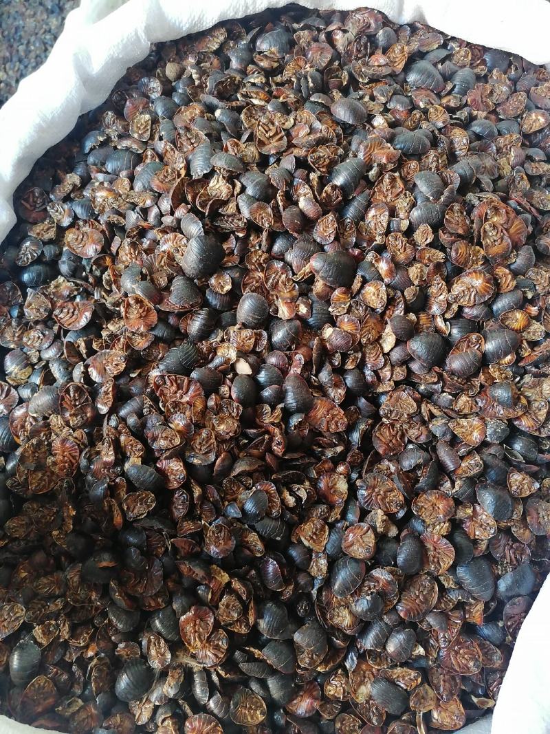土鳖虫各种规格中药材批发零售各种规格