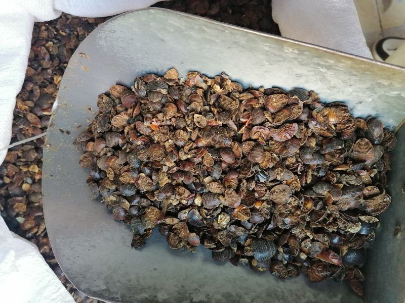 土鳖虫各种规格中药材批发零售各种规格