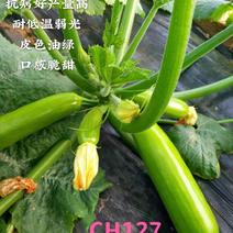 CH127越冬早春油绿条西葫芦种子耐低温弱光产量高抗病好