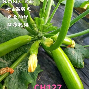 CH127越冬早春油绿条西葫芦种子耐低温弱光产量高抗病好