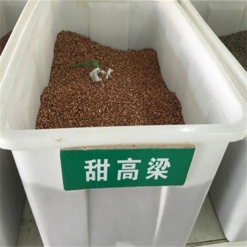 大力士甜高粱种子牧草种子耐旱牧草猪兔鸡鸭鹅牛羊牧草