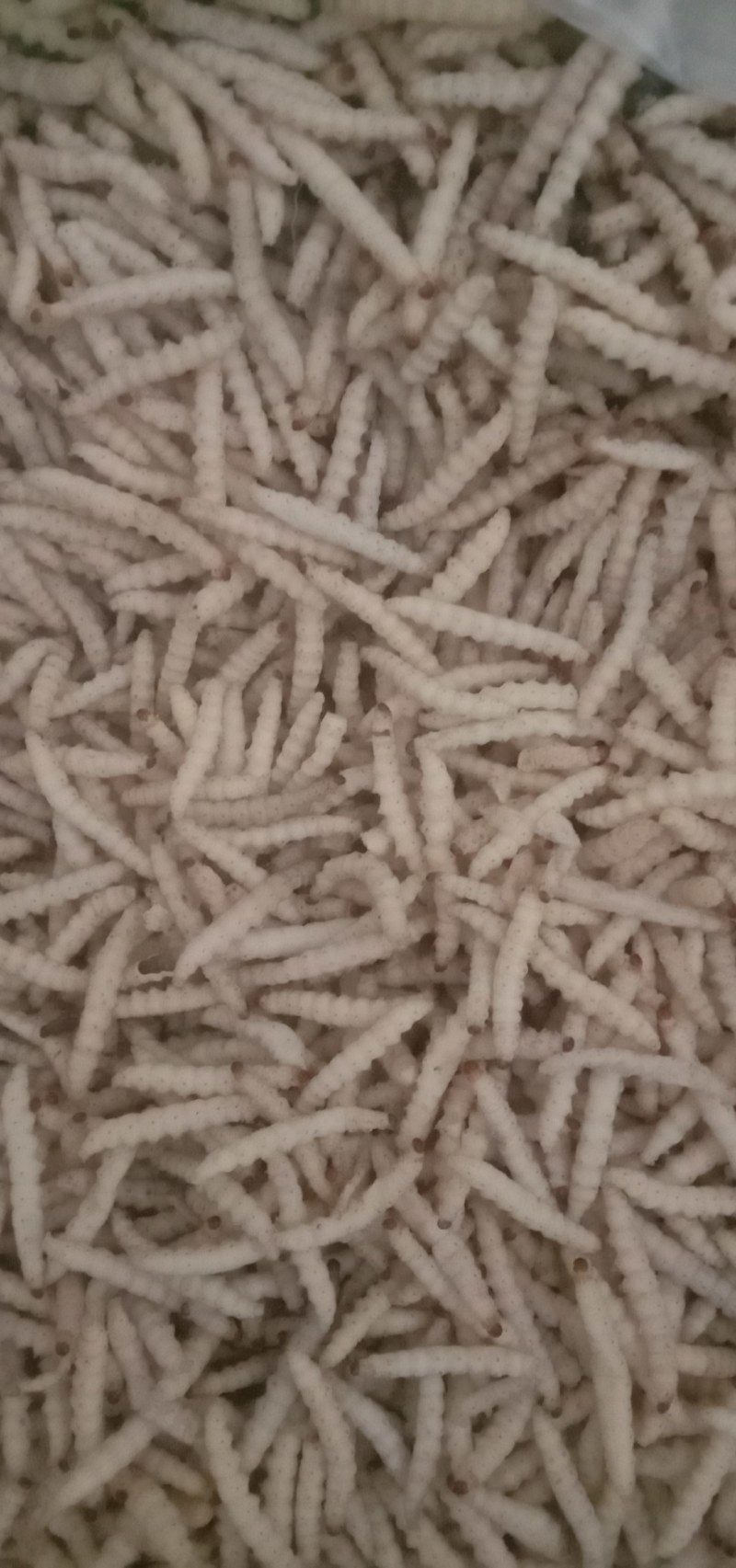竹虫