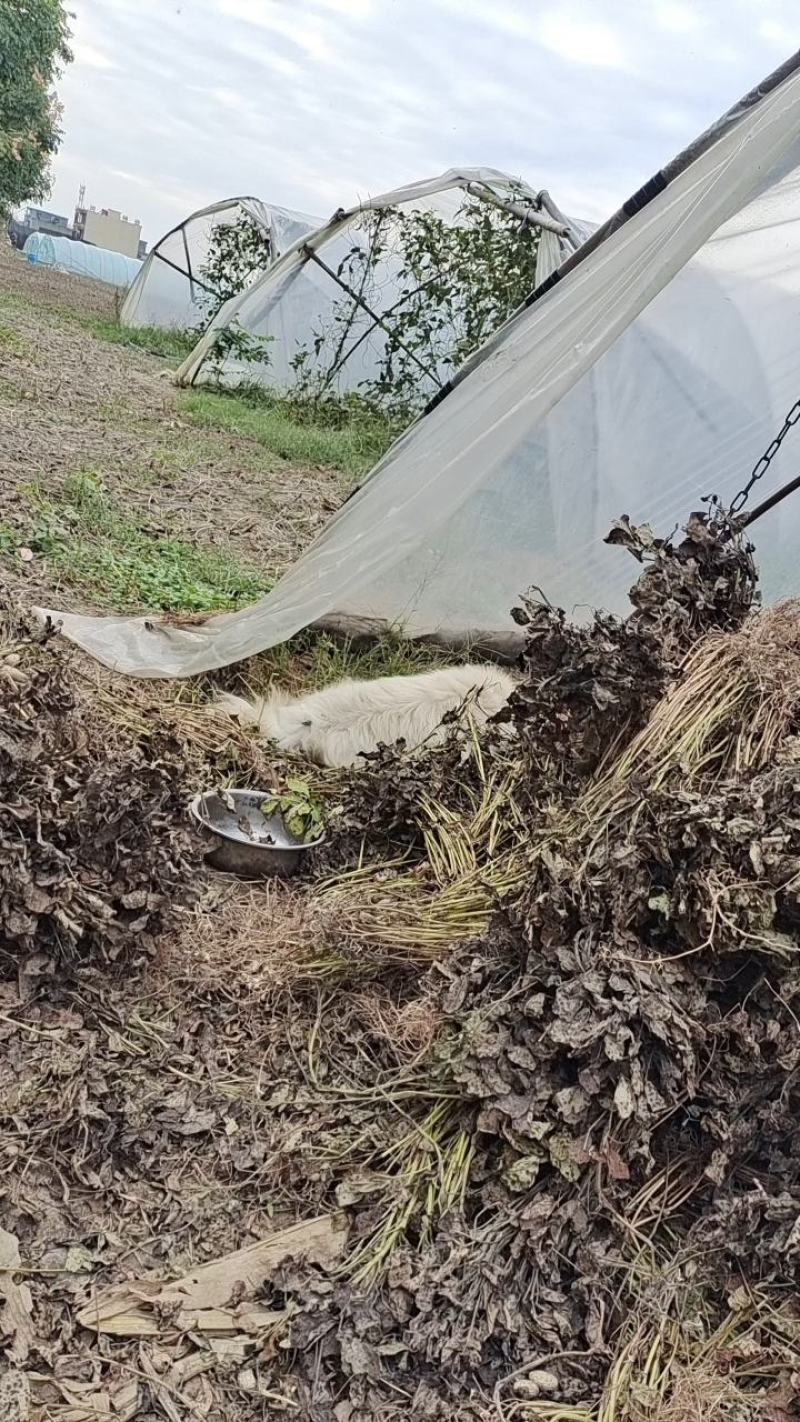 临泉县花生