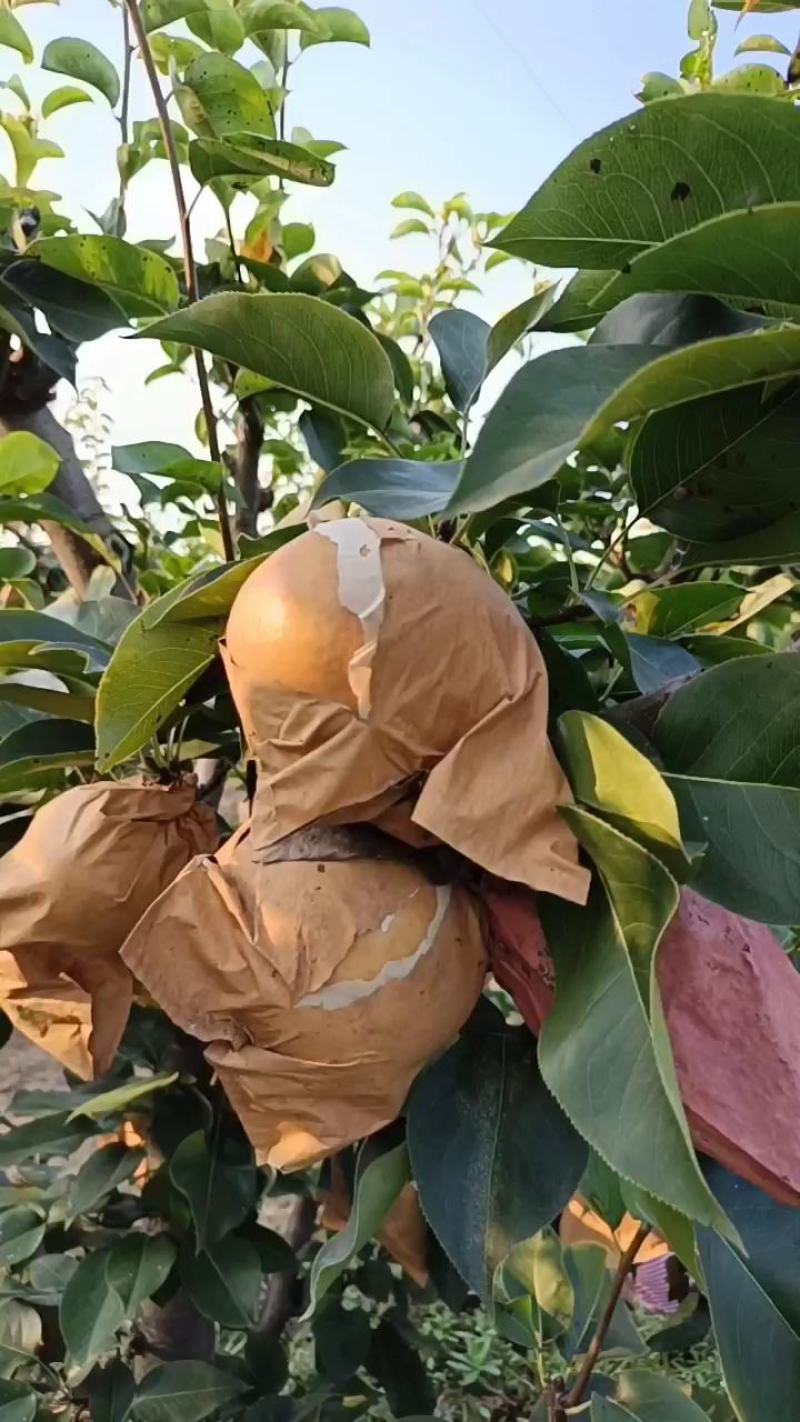 晚秋黄梨大量上市！果品特别好！非常甜！