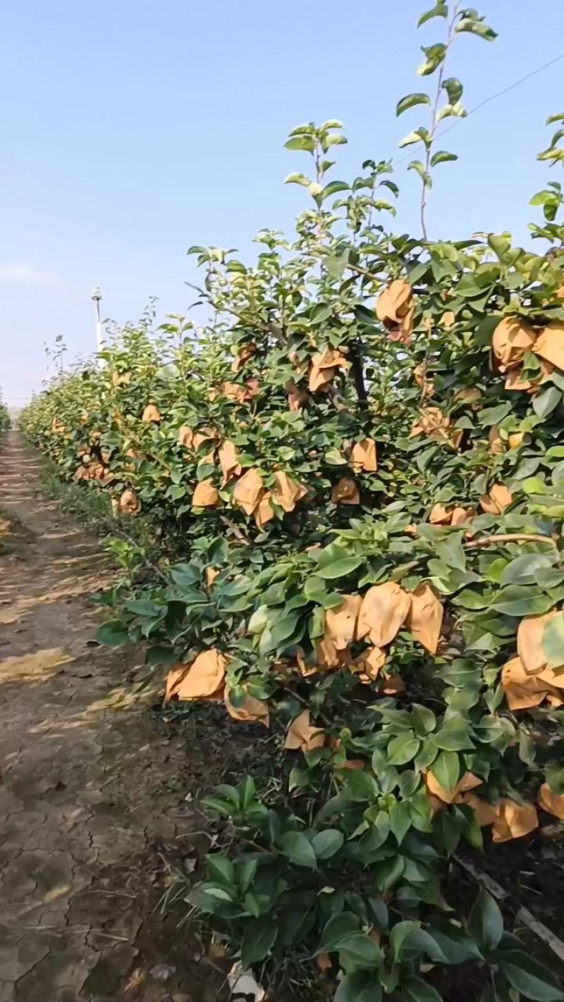 晚秋黄梨大量上市！果品特别好！非常甜！