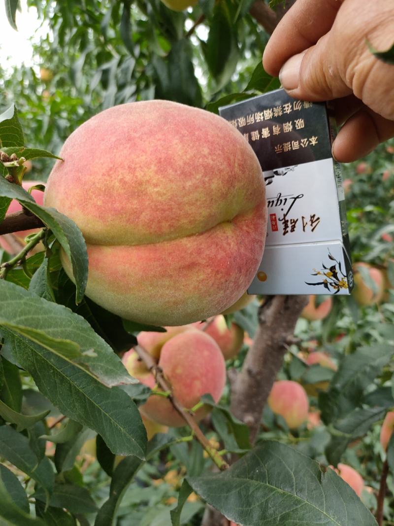 清香蜜（晚熟离核，国庆中秋佳节成熟）
