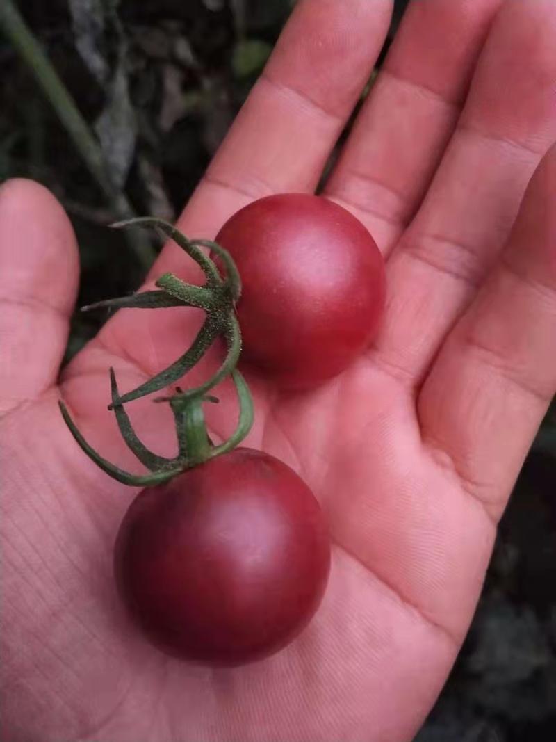 樱桃番茄苗水果小西红柿苗咖啡色圣女果苗供应采摘园