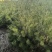 【推荐】松树白皮松2米3米4米工程乡村绿化规格齐全