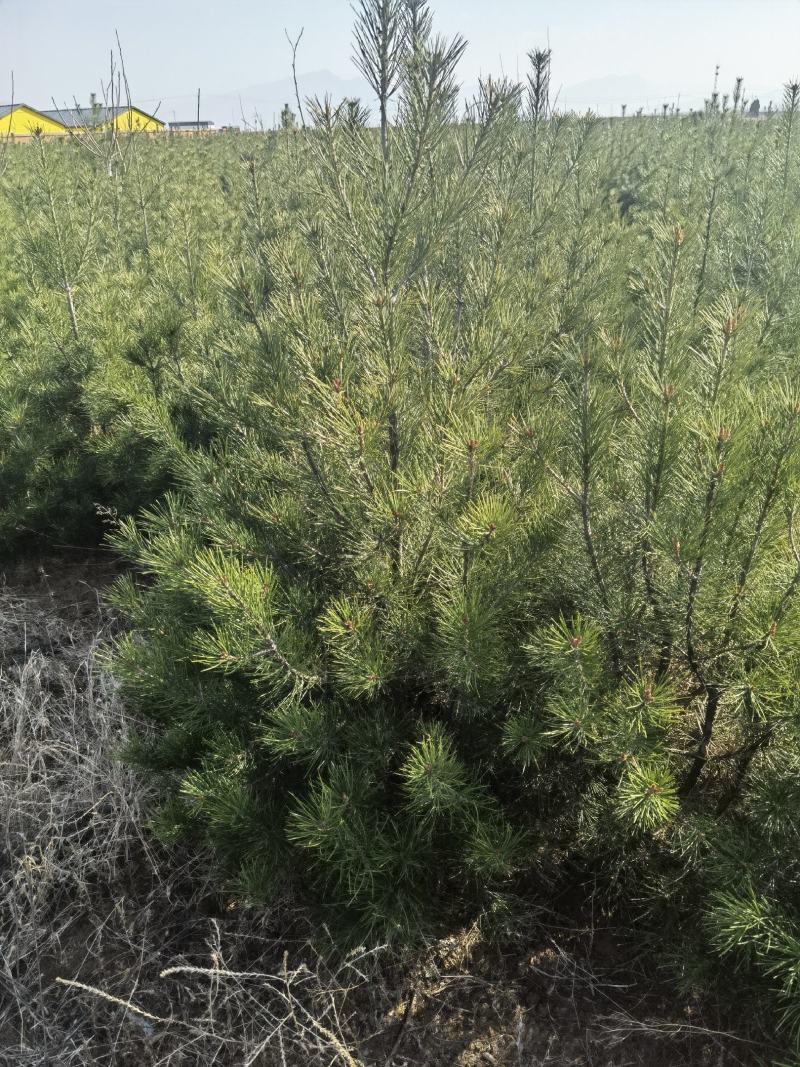 【推荐】松树白皮松2米3米4米工程乡村绿化规格齐全