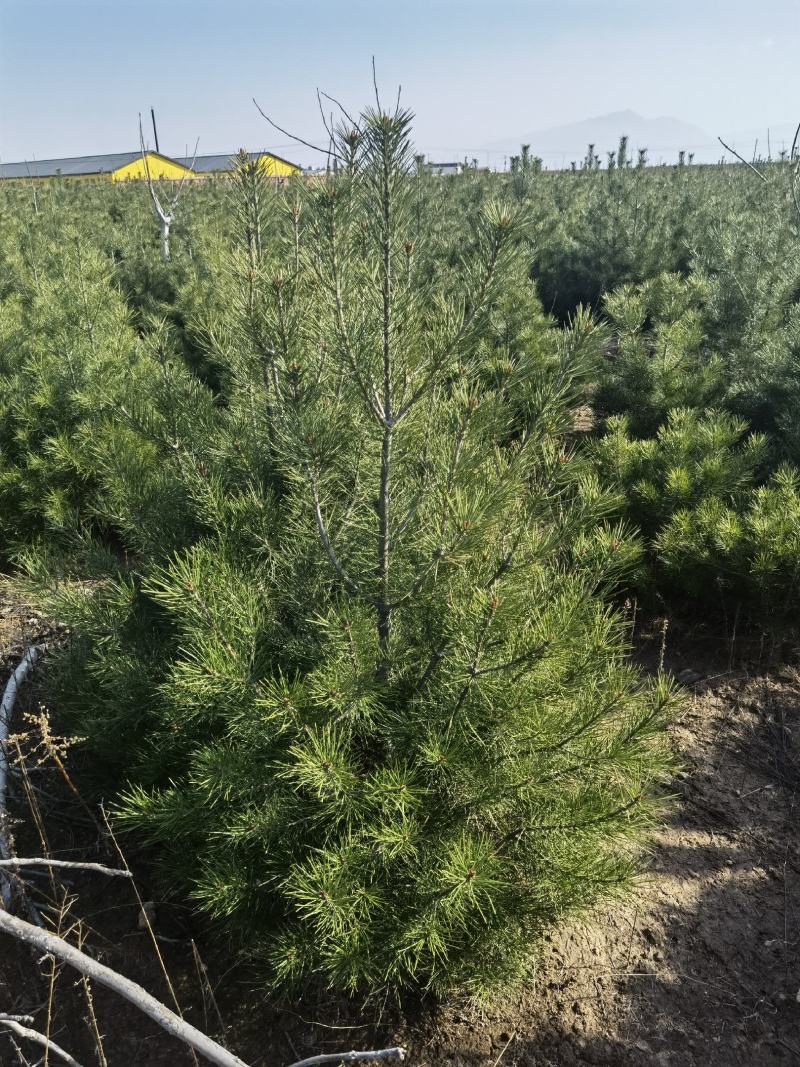 【推荐】松树白皮松2米3米4米工程乡村绿化规格齐全