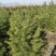 【推荐】松树白皮松2米3米4米工程乡村绿化规格齐全