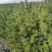 【推荐】松树白皮松2米3米4米工程乡村绿化规格齐全