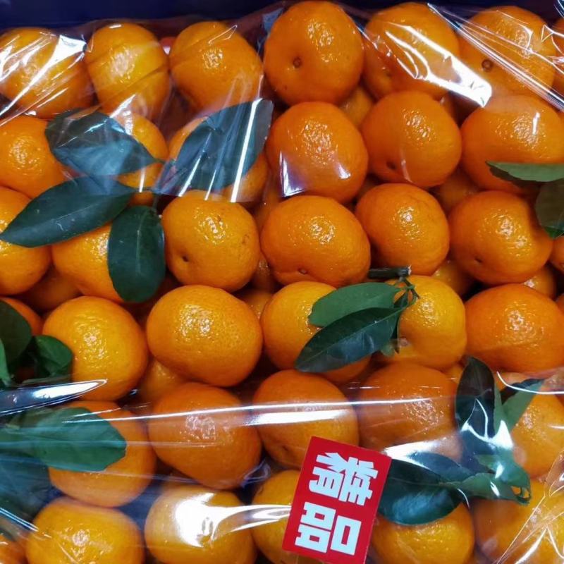 新余蜜桔：本人实力代办出口、国内客商！诚信为本！