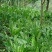 鲁梅克斯种子俄罗斯饲料菜多年生牧草种子养殖牧草