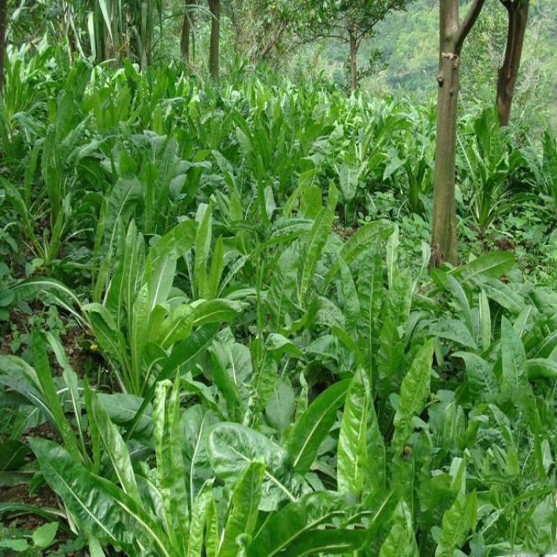 鲁梅克斯种子俄罗斯饲料菜多年生牧草种子养殖牧草