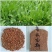 鲁梅克斯种子俄罗斯饲料菜多年生牧草种子养殖牧草