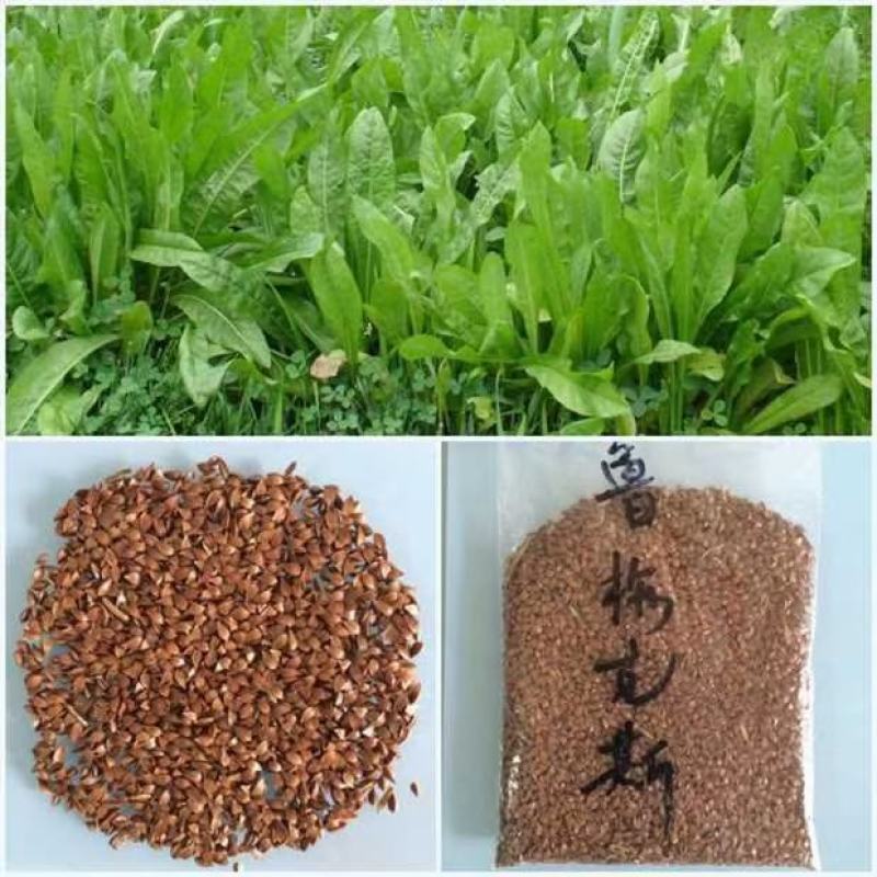鲁梅克斯种子俄罗斯饲料菜多年生牧草种子养殖牧草
