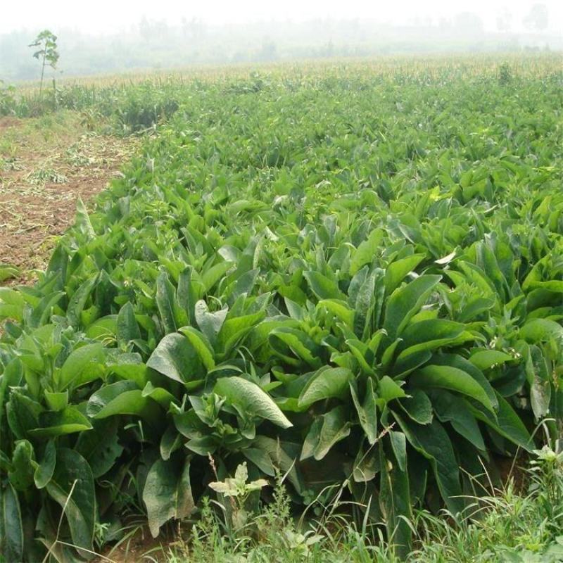 鲁梅克斯种子俄罗斯饲料菜多年生牧草种子养殖牧草
