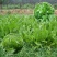 鲁梅克斯种子俄罗斯饲料菜多年生牧草种子养殖牧草