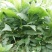 鲁梅克斯种子俄罗斯饲料菜多年生牧草种子养殖牧草