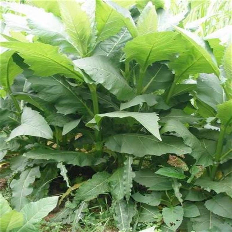 鲁梅克斯种子俄罗斯饲料菜多年生牧草种子养殖牧草