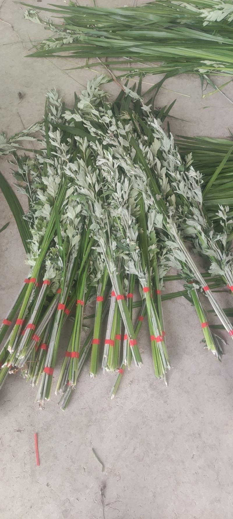 端午节新鲜艾草，日产20万可定制，产地直供，冷藏车发货！