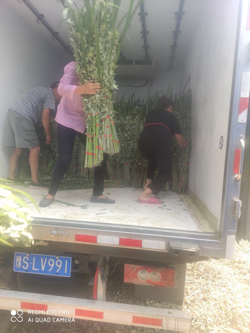 端午节新鲜艾草，日产20万可定制，产地直供，冷藏车发货！