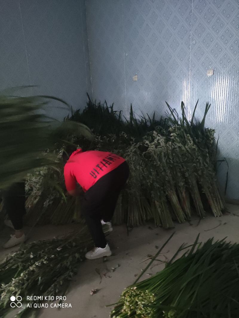端午节新鲜艾草，日产20万可定制，产地直供，冷藏车发货！