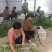 端午节新鲜艾草，日产20万可定制，产地直供，冷藏车发货！