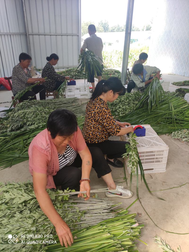 端午节新鲜艾草，日产20万可定制，产地直供，冷藏车发货！