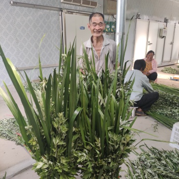 端午节新鲜艾草，日产20万可定制，产地直供，冷藏车发货！