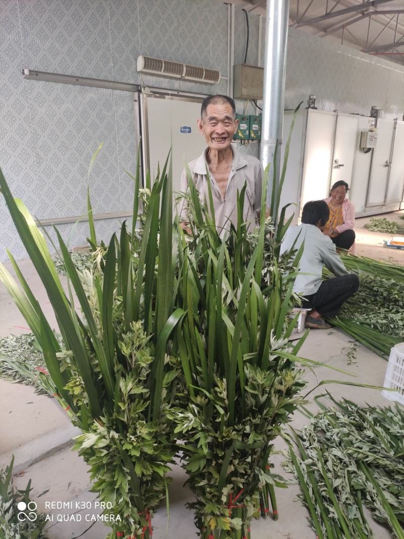 端午节新鲜艾草，日产20万可定制，产地直供，冷藏车发货！