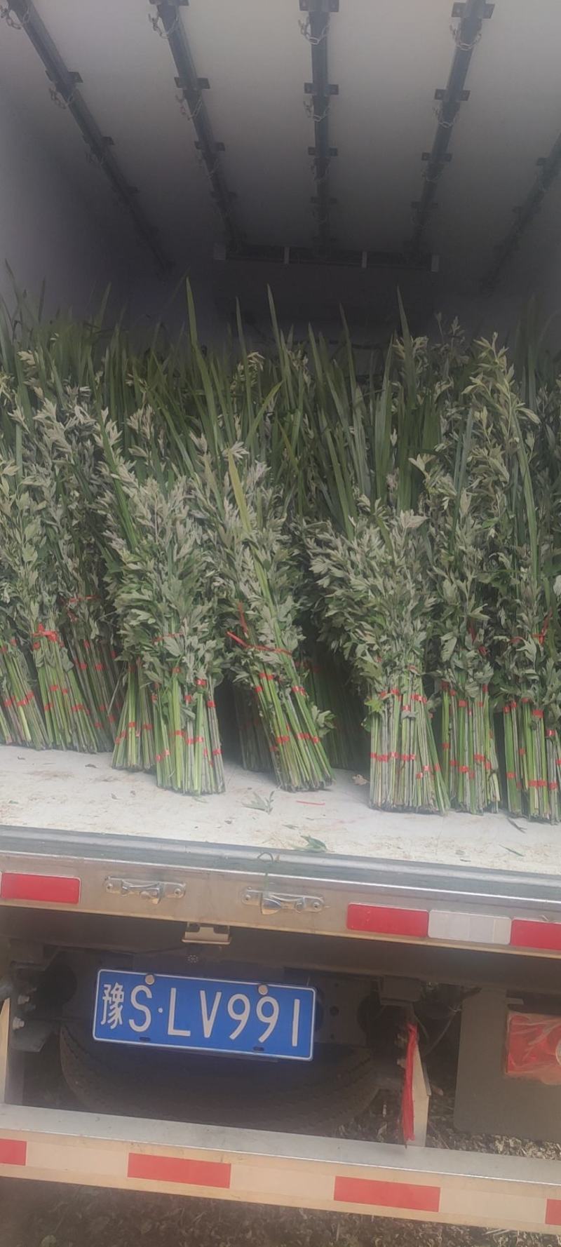 端午节新鲜艾草，日产20万可定制，产地直供，冷藏车发货！