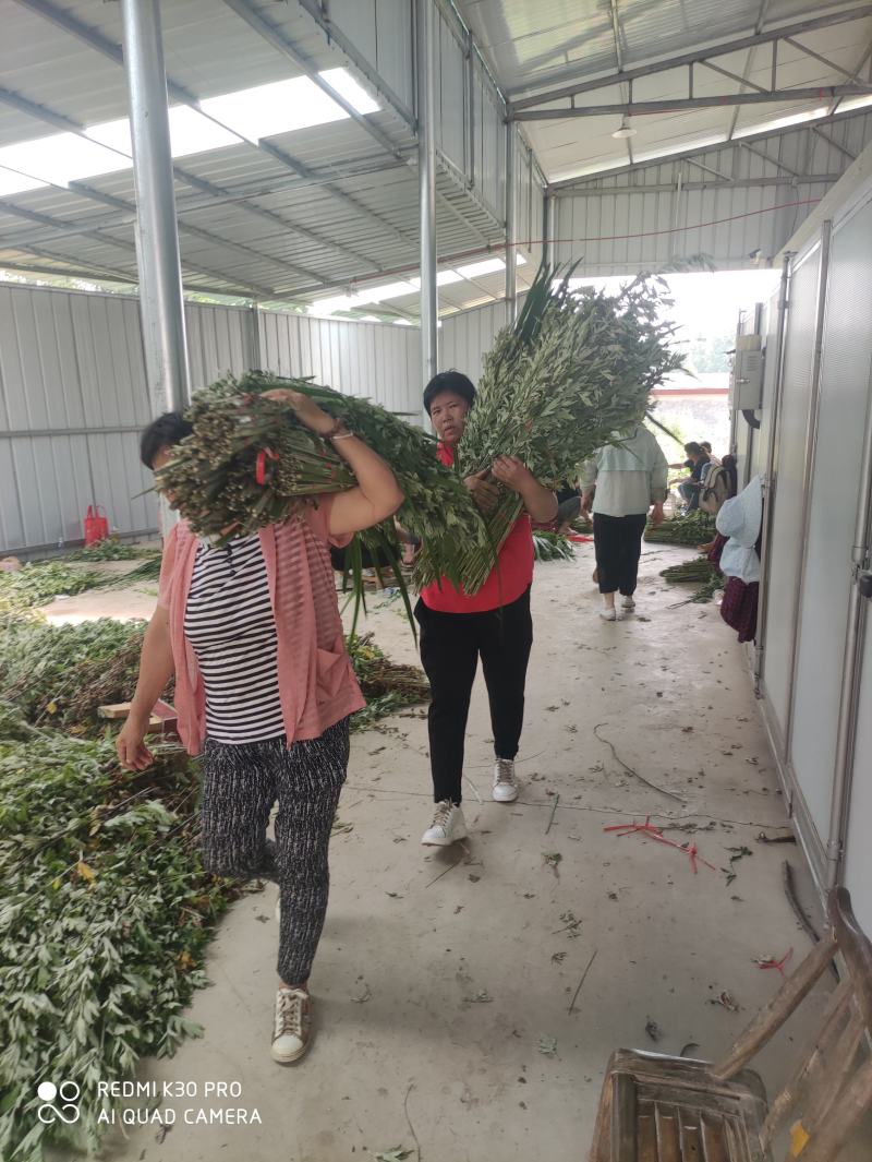 端午节新鲜艾草，日产20万可定制，产地直供，冷藏车发货！