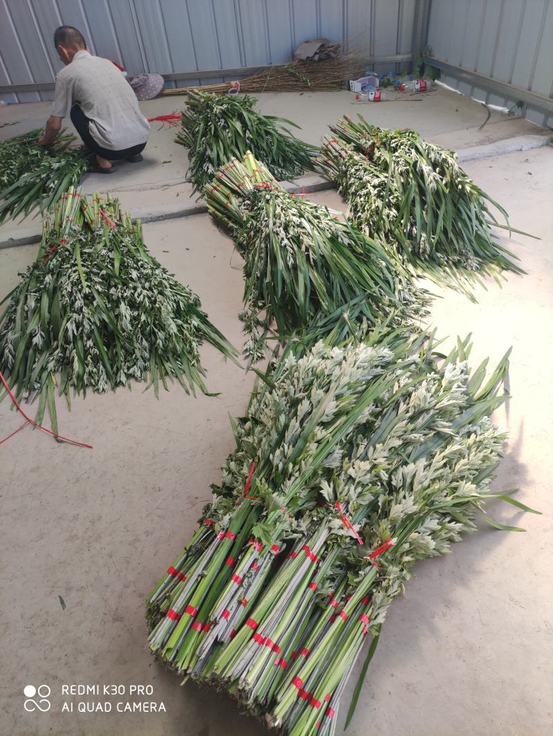 端午节新鲜艾草，日产20万可定制，产地直供，冷藏车发货！