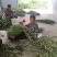 端午节新鲜艾草，日产20万可定制，产地直供，冷藏车发货！